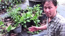 7 Fastest Growing Tropical Fruit Trees that will Produce Fruit in Under 3 Years
