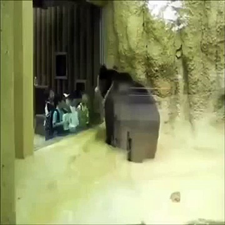 Black Bear Dancing With School Kids _ Funny videos 2015