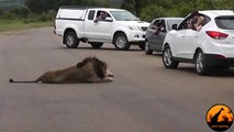 Lion Shows Tourists Why You Must Stay Inside Your Car