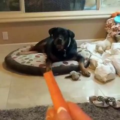 This dog catching his carrot is just majestic...