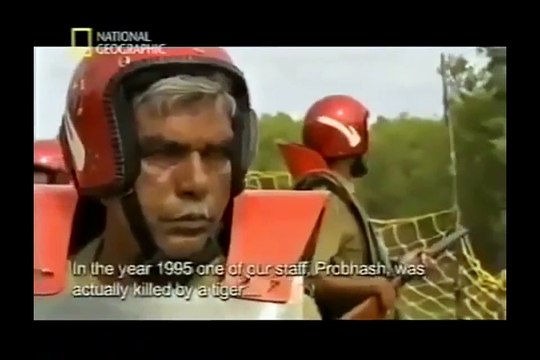 WATCH Man Eater KILLER TIGER ATTACKS IN INDIA Wildlife Nature Documentary maneater tigers