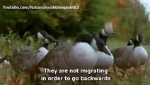 WATCH Nature Bird Documentary The Wings of Nature EP02 Fall and Winter english subtitles