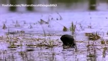 WATCH Nature Bird Documentary The Wings of Nature EP01 Spring and Summer english subtitles