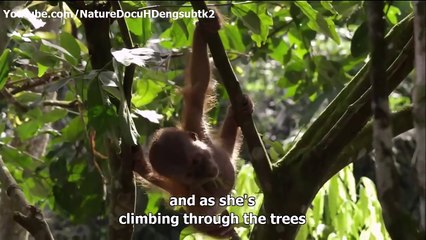 Nature Orangs Documentary 2015 The Last Orangutan Eden english subtitles