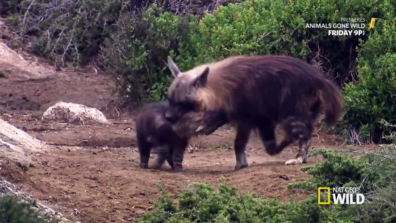Hyena Coast