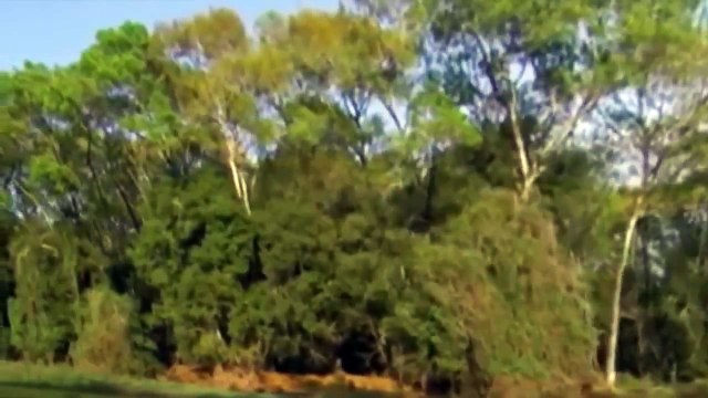 Animals Documentary Full - Jaguar Attacks Crocodile Full Fighting - National Geographic