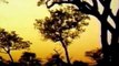 Lions Documentaries - Wildlife Lions of Africa Classic Documentaries full