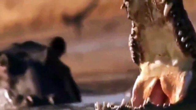 Animals Documentary 2015 Hippos & Crocodiles The Ultimate Predator