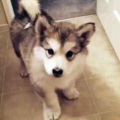 His first attempt in howling _ Funny videos 2015