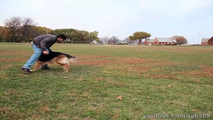 The Science & Art of Training Dogs