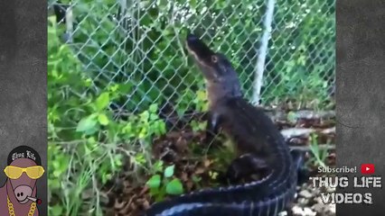 Ultimate Thug Life Compilation #6