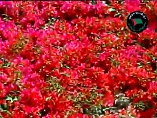 যদি রাত পোহালে শোনা যেতো বঙ্গবন্ধু মরে নাই.