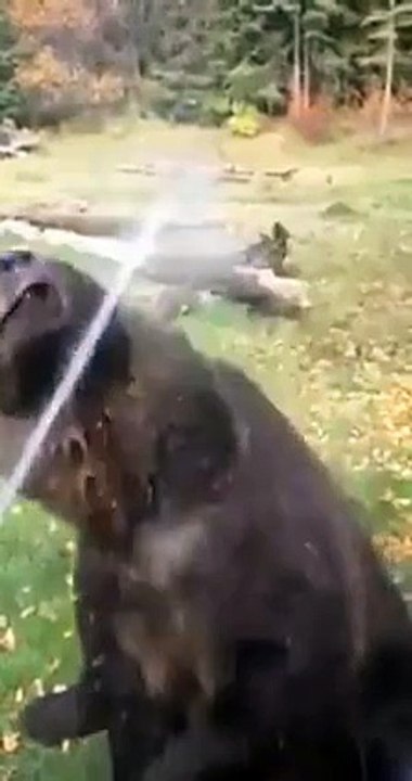 Bear Loves Bath Time