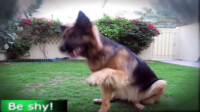 GERMAN SHEPHERD DOES MOST AMAZING DOG TRICKS!!