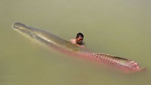 Arapaima - Το μεγαλύτερο ψάρι γλυκών υδάτων στη φύση