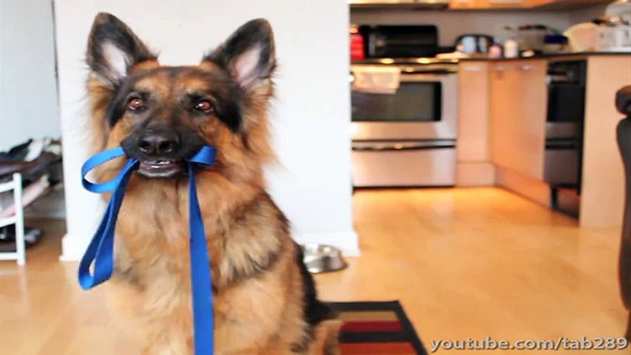 How To Raise a Well-Behaved Puppy! (MUST-SEE)