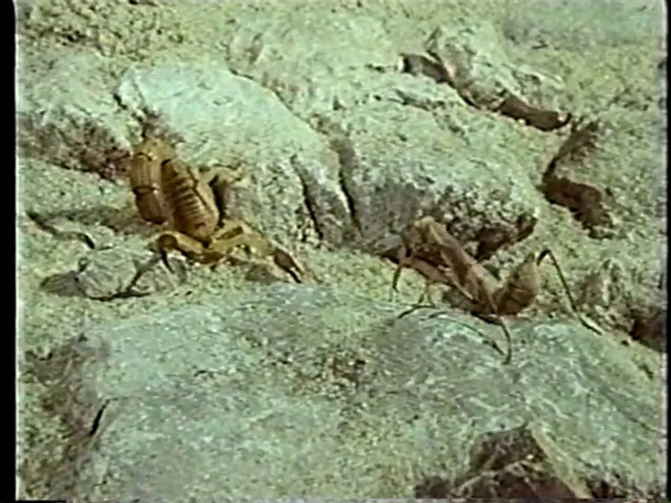 地球ロマン　生き物たちを巡る旅　（1996年放送） #2