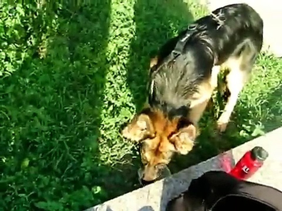 Solea the incredible puppy