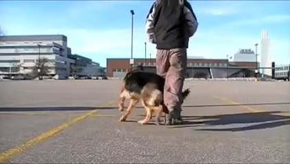 The Cutest German Shepherd Dog