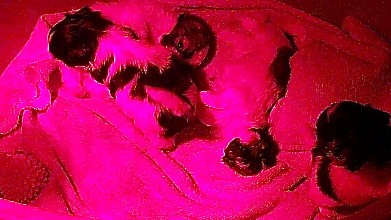 Les bébés shih-tzus d' Inès âgés d'un mois