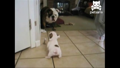 Baby Bulldog Vs Mama - Baby Bulldog Scares Away Big Mama