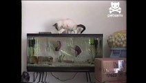 Unbelievable moment KITTEN gets dragged by FISH into pond