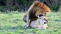 Lion Breeding - Mating Video