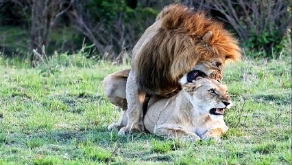 Lion Breeding - Mating Video