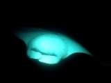 Mantas en plongee de nuit Croisiere  Saint Johns