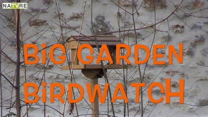Bientôt le Big Garden Birdwatch à la française !