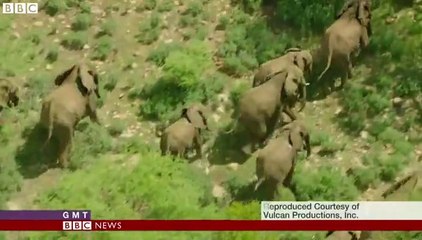 Counting elephants from Africa's skies