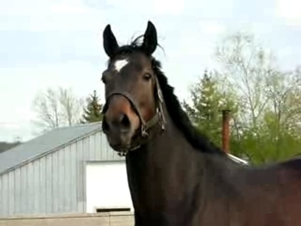 Petit galop