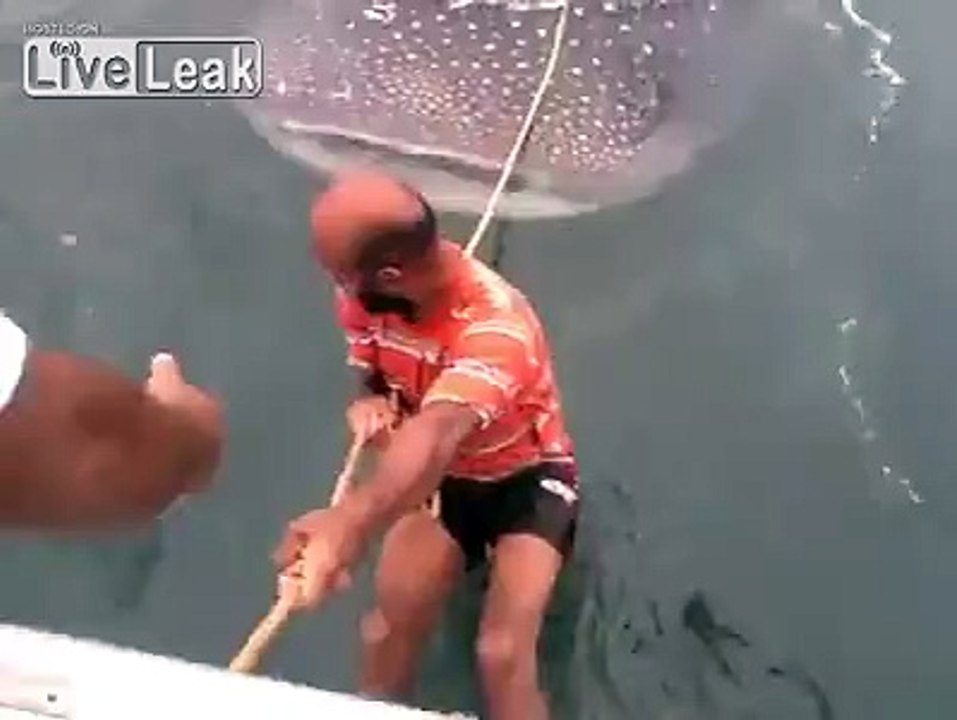 Amazing surfing on shark