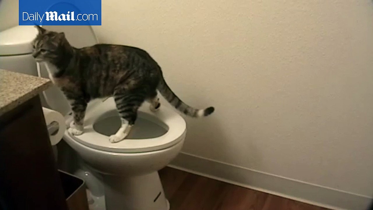Cat who knows how