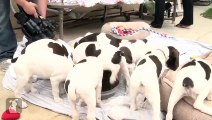 So Many German Shorthair Pointer Puppies Eating! - Puppy Love