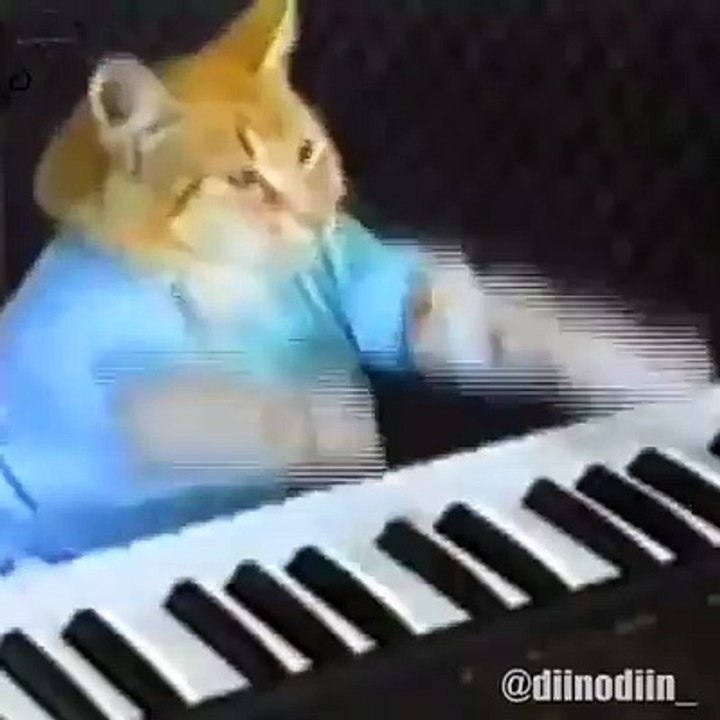 Cats Dropping Beats on Fire