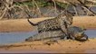 Leopard Hunting Crocodile BBC Documentary Animals Plants Wild Documentary National Geographic