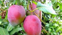 Must See- Asian Mango Garden