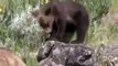 Grizzly Bears vs Wolves National Geographic documentary Bear Fights Wolf Animal Nature Wildlife