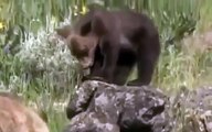 Grizzly Bears vs Wolves National Geographic documentary Bear Fights Wolf Animal Nature Wildlife
