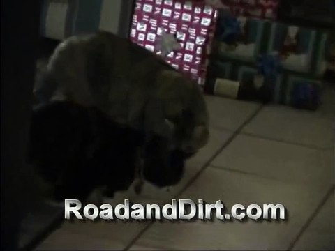 Dog breaks up Cat fight FUNNY!!