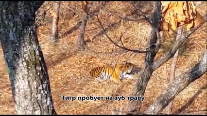 Амур и Тимур - вегетарианцы дружба в природе.