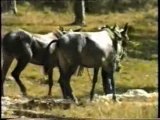 Tala, Arrastre y Carga de Pinos - BEZAS - Teruel