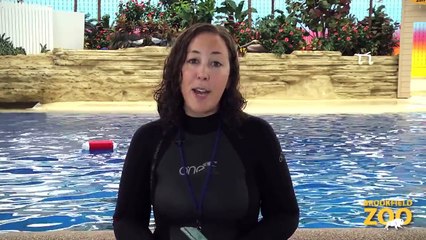 Brookfield Zoo's Seven Seas Staff Part 1