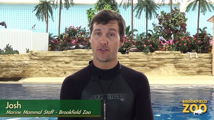 Brookfield Zoo's Seven Seas Staff Part 5 - Josh