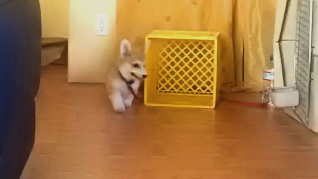 Adorable Derp Corgi Chases His Leash In Circles