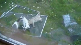 3 baby pygmy goat kids playing and making all kinds of crazy noises