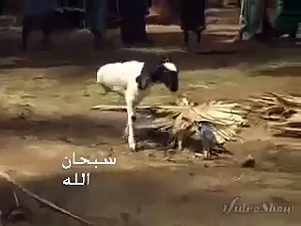 VID-20160110-WA0042.mp4