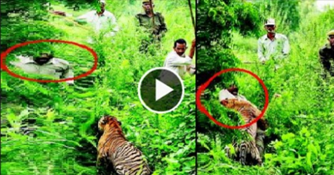 Tiger Attacks Indian village