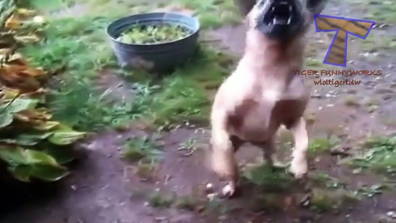 Dogs loving rain and puddles - Funny and cute dog compilation